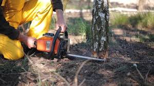 Best Tree Preservation Services  in Mountain Lodge Park, NY