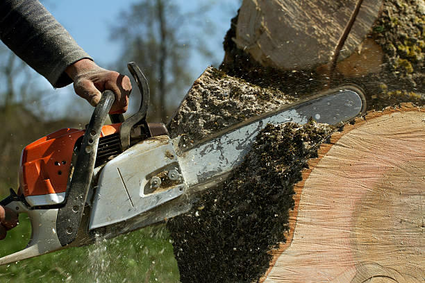 Trusted Mountain Lodge Park, NY Tree Removal Experts